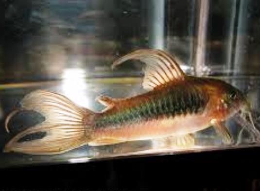 Corydoras - Long Fin Bright Green Aeneus